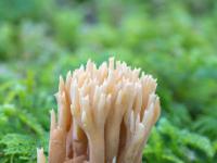 Winziger Fichten-Koralle Pilz im Moosteppich